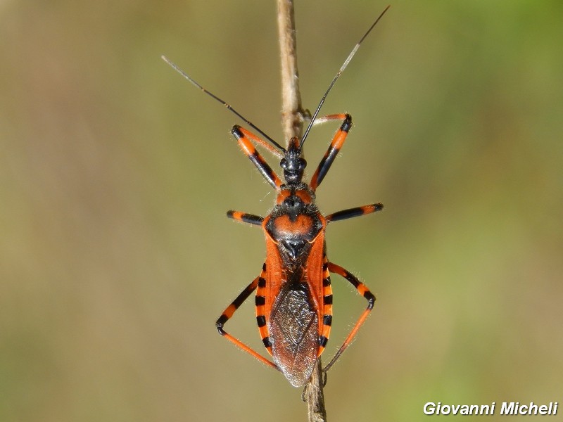 Reduviidae: Rhynocoris cf. iracundus del Parco del Ticino